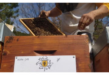 Journée mondiale des abeilles