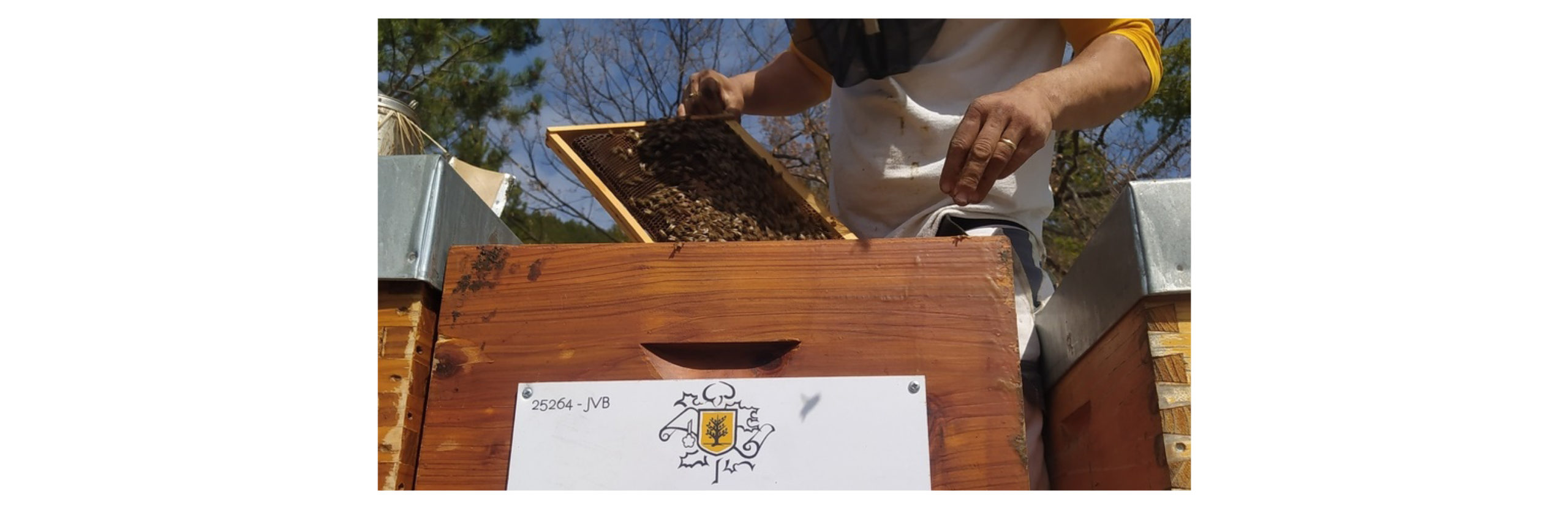 Journée mondiale des abeilles