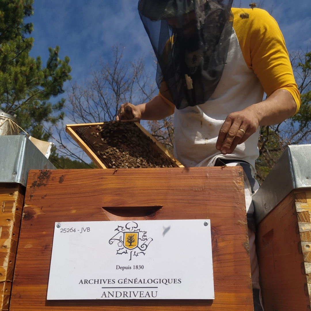 Journée mondiale des abeilles